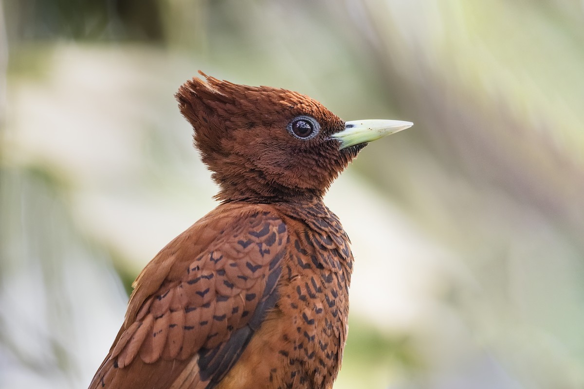 Waved Woodpecker (Scale-breasted) - ML463552741