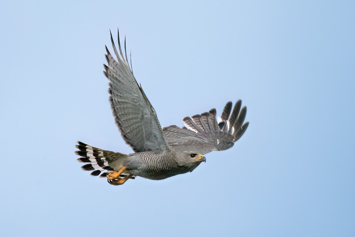 Gray Hawk - Shawn Cooper