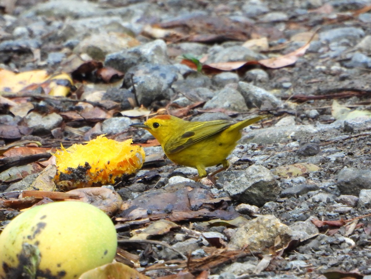 Yellow Warbler (Golden) - ML463553051