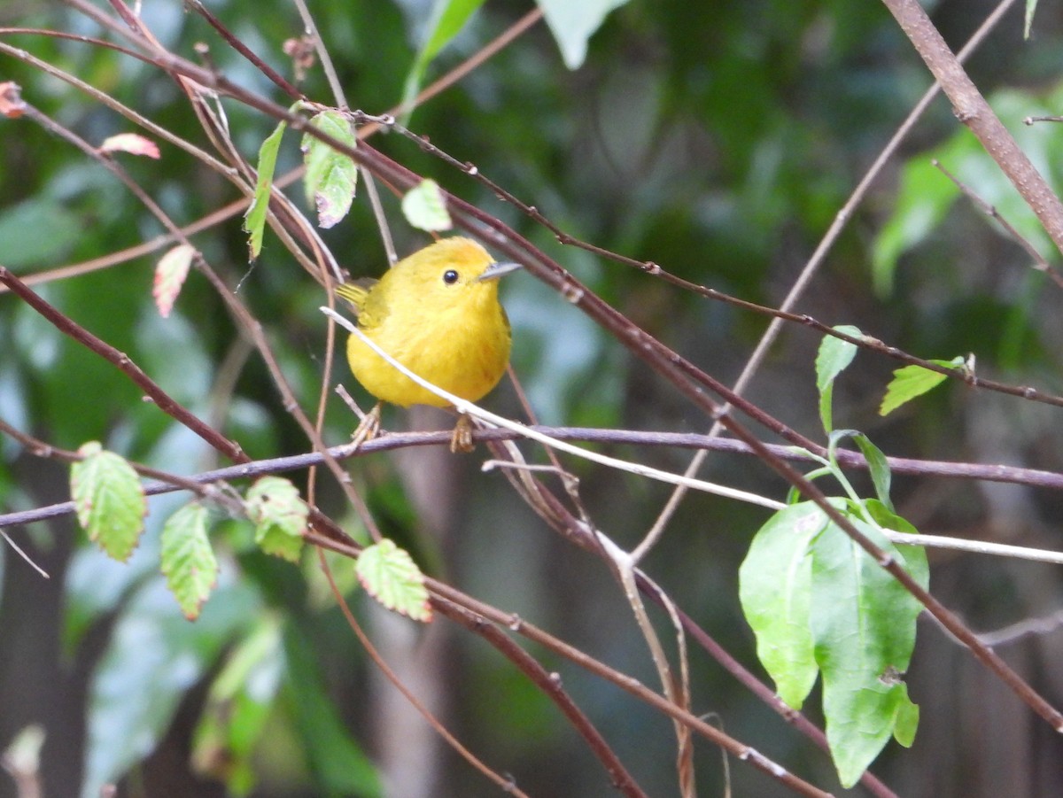 Yellow Warbler (Golden) - ML463553061