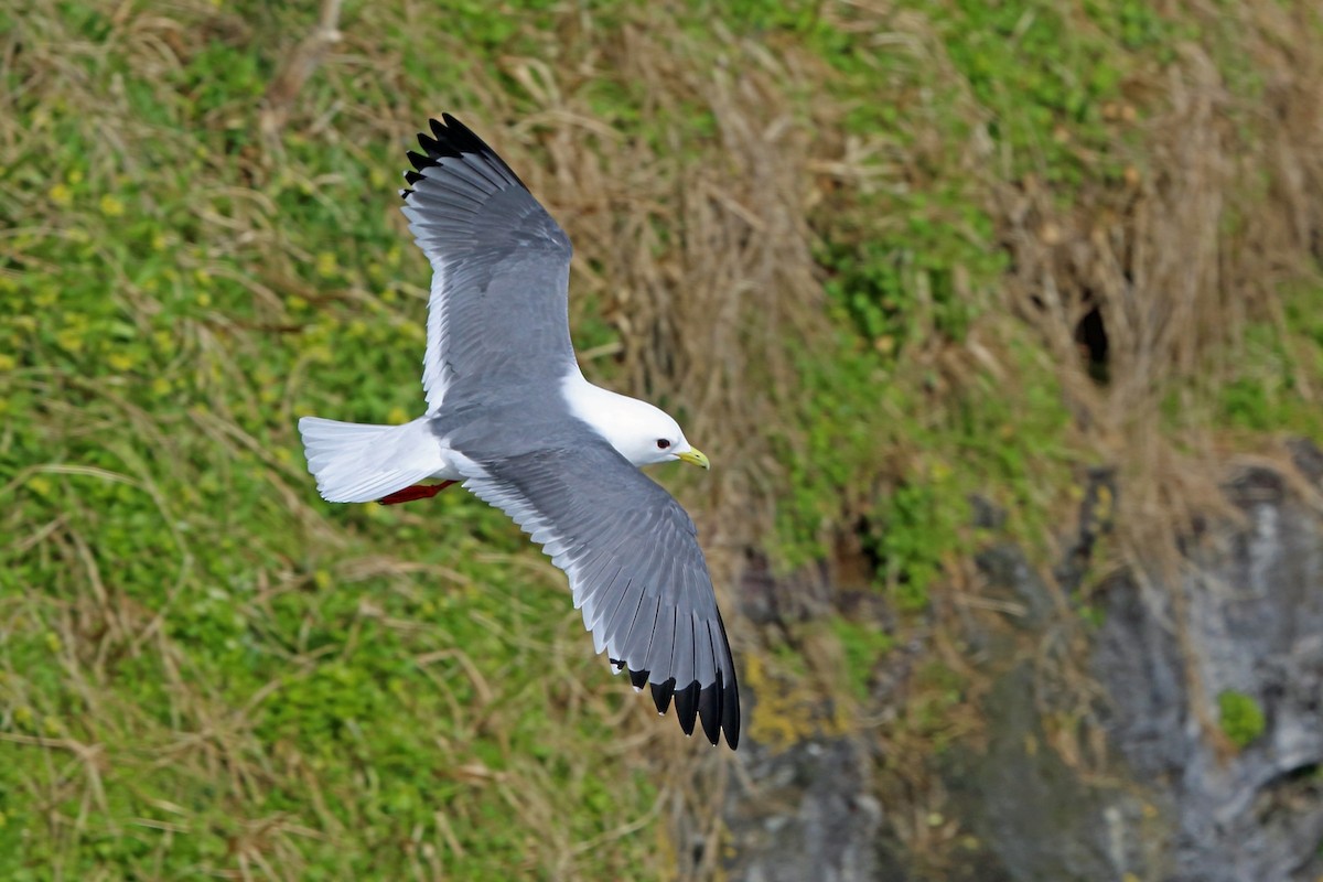 Red-legged Kittiwake - Nigel Voaden