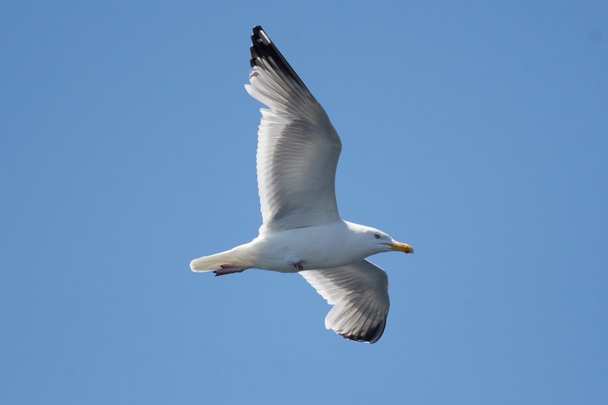 Herring Gull (American) - ML463553501