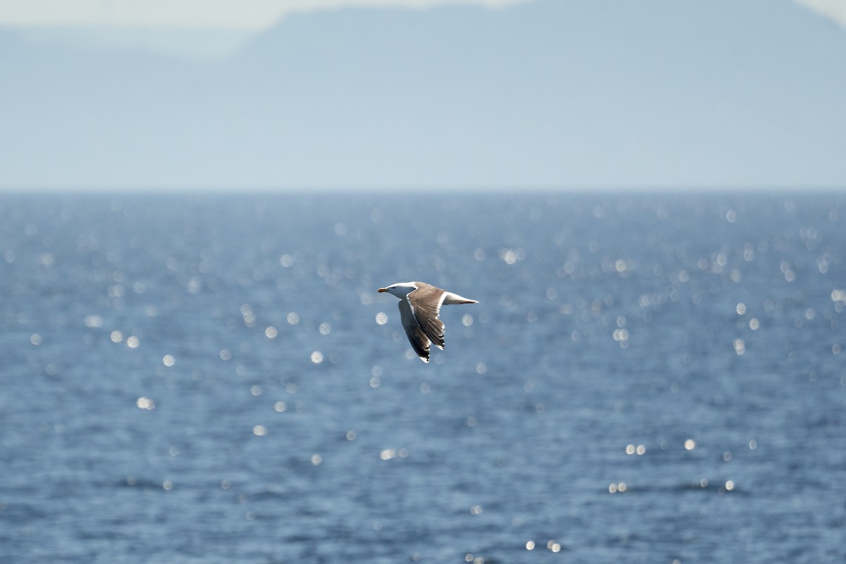 Great Black-backed Gull - ML463553511