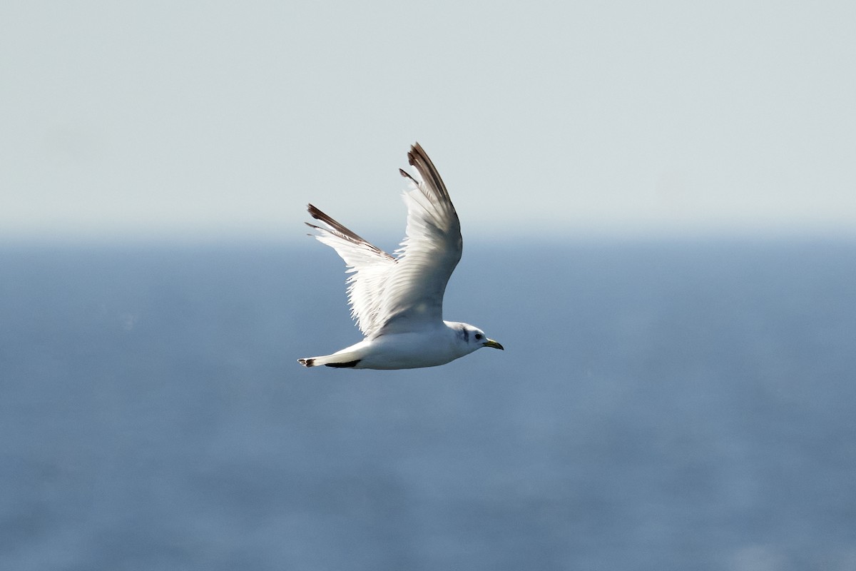 Black-legged Kittiwake - ML463553561