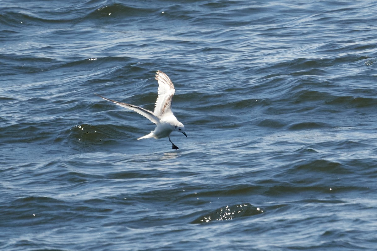 Black-legged Kittiwake - ML463553581