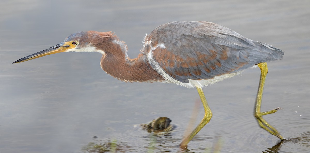 Tricolored Heron - ML463553661