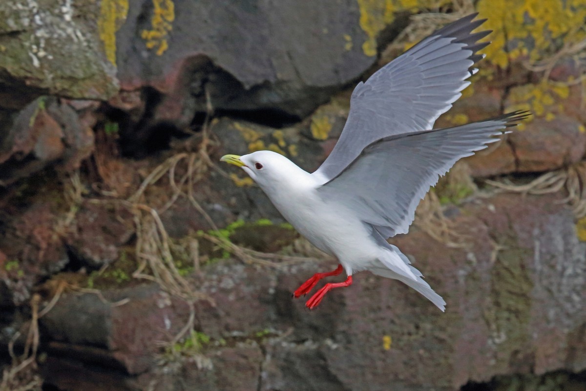 Red-legged Kittiwake - Nigel Voaden