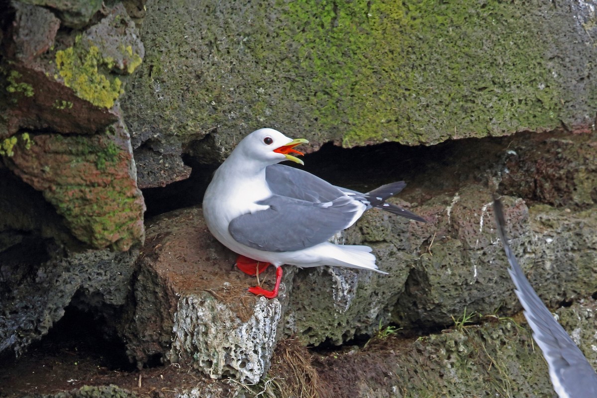 Red-legged Kittiwake - Nigel Voaden