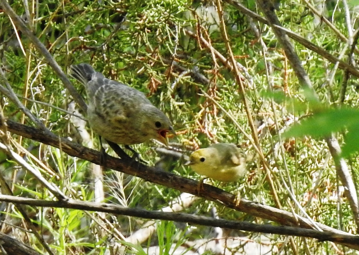 Yellow Warbler - ML463554601