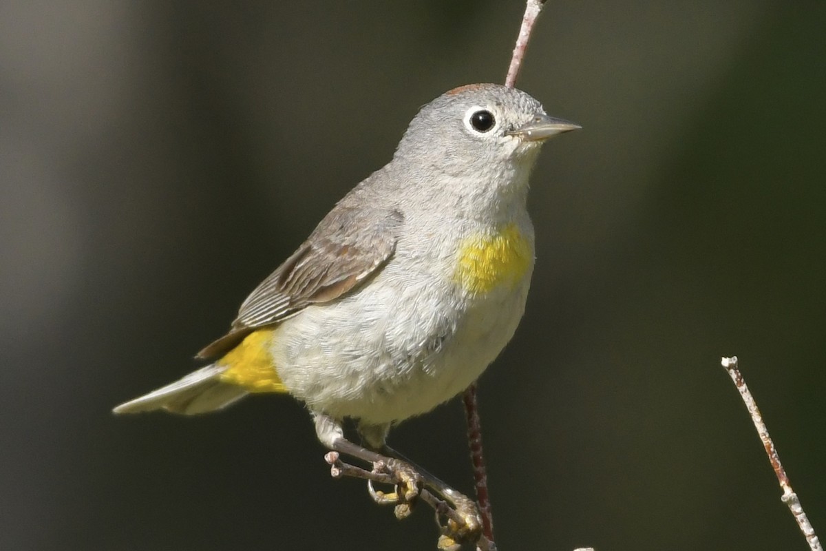 Virginia's Warbler - ML463554751