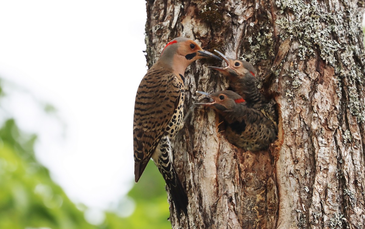 Northern Flicker - Stefan Mutchnick