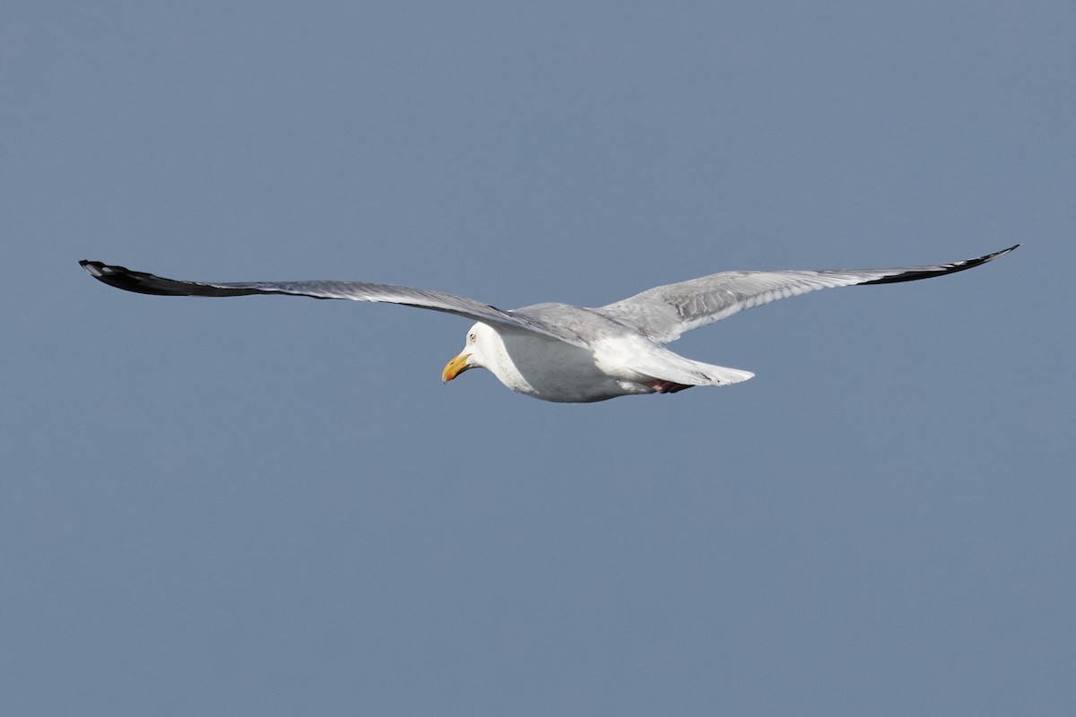 Herring Gull (American) - ML463557241