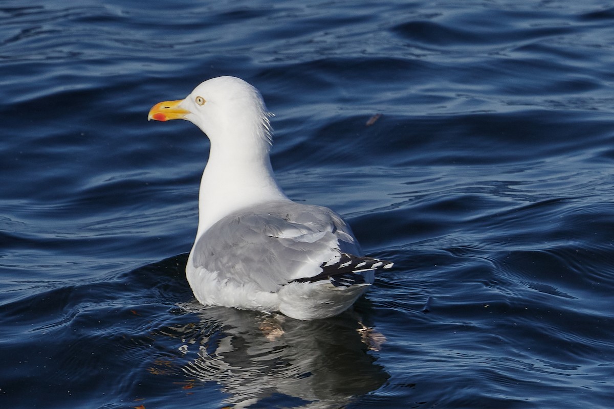 Herring Gull (American) - ML463557251