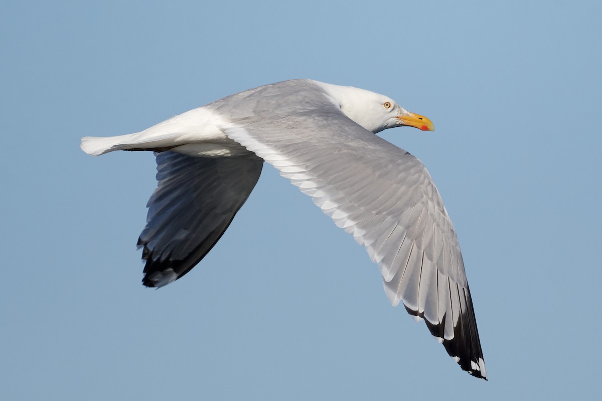 Herring Gull (American) - ML463557281