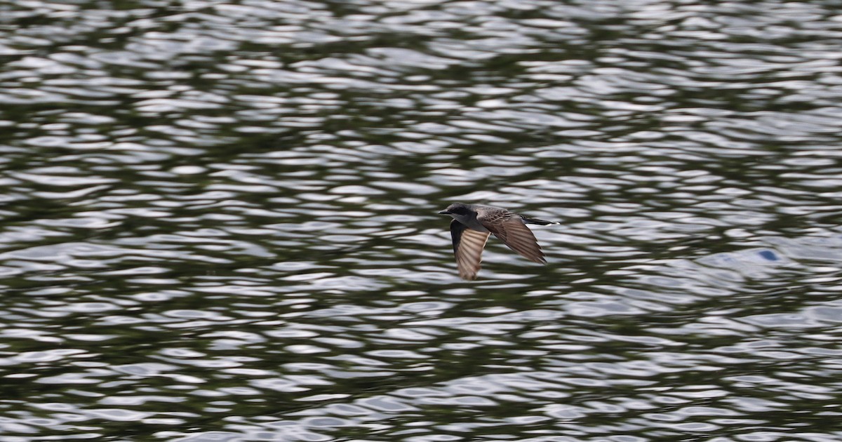 Eastern Kingbird - Stefan Mutchnick