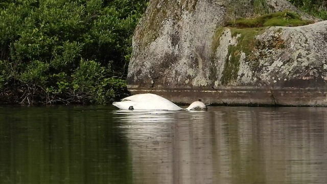 Trumpeter Swan - ML463559401