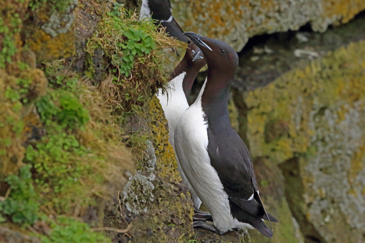 Thick-billed Murre - ML46356191