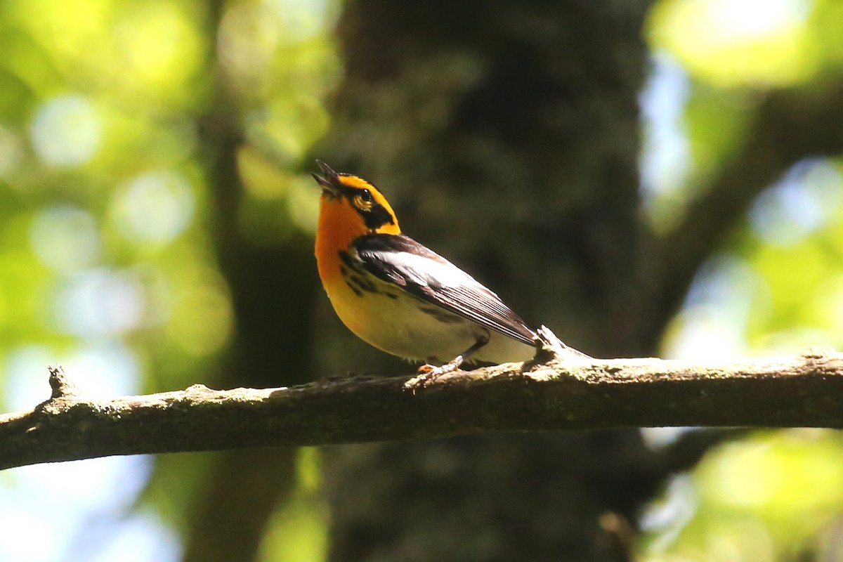 Blackburnian Warbler - ML463563641