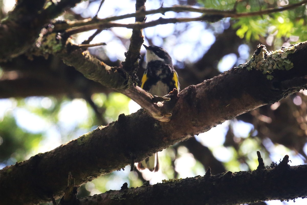 Yellow-rumped Warbler - Charles Davies