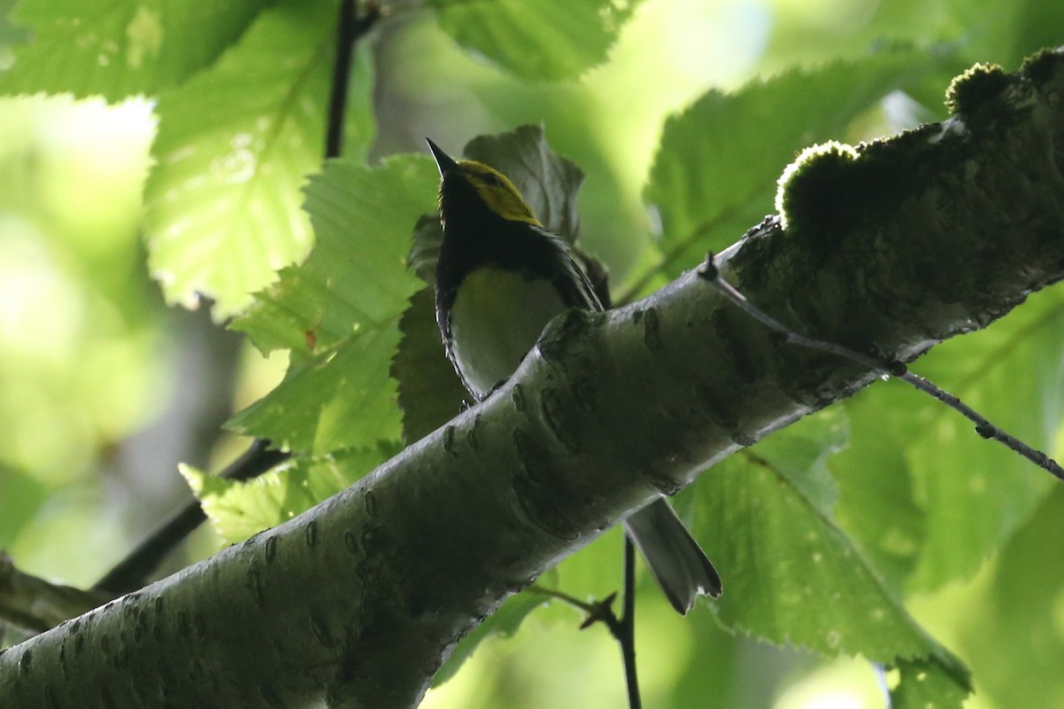 Black-throated Green Warbler - Charles Davies