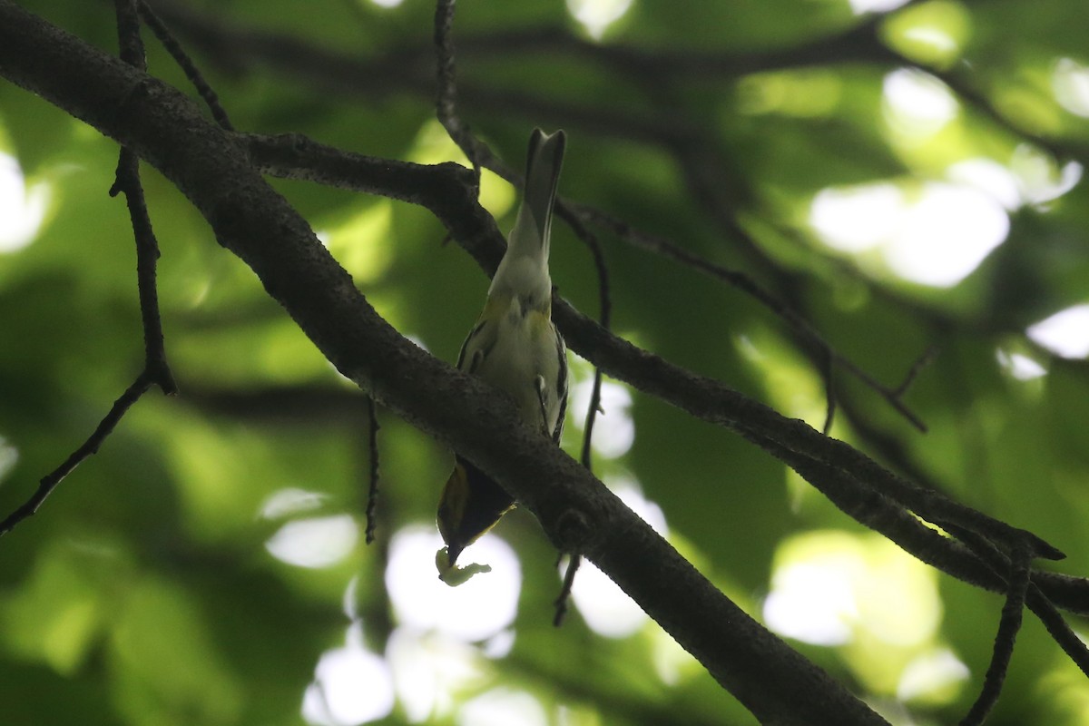 Black-throated Green Warbler - Charles Davies