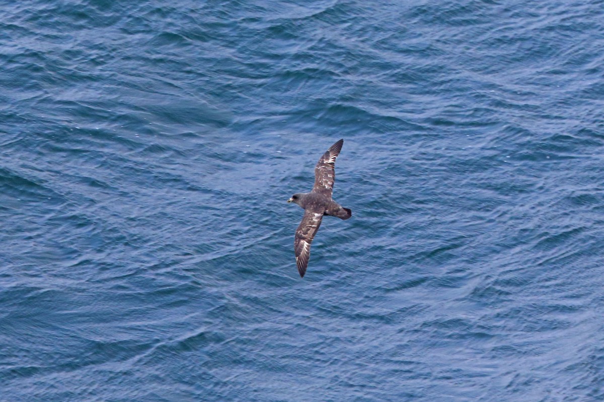 Northern Fulmar (Pacific) - ML46356431