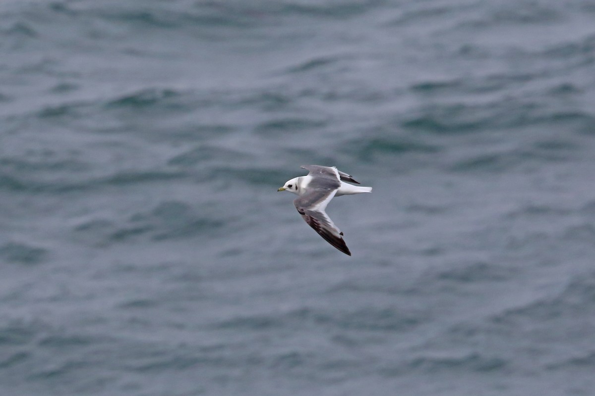 Red-legged Kittiwake - ML46356511