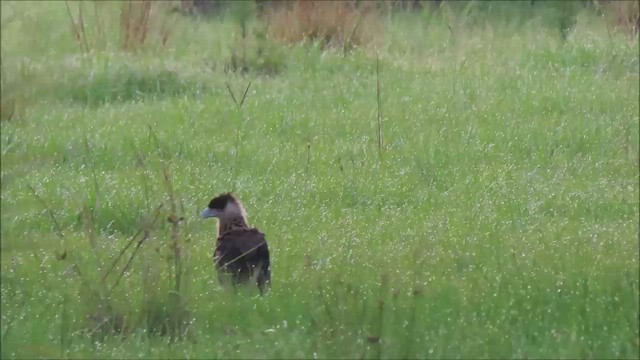 Crested Caracara - ML463565131