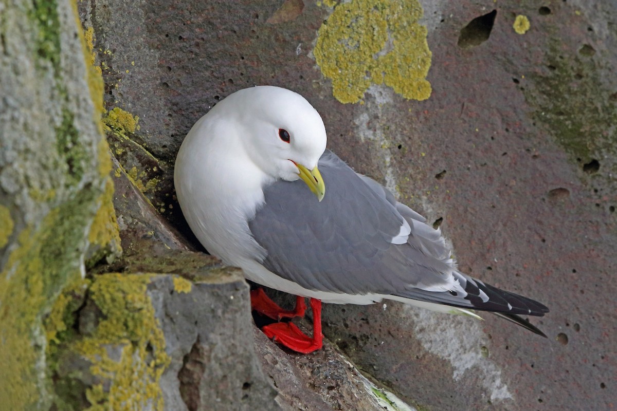 Red-legged Kittiwake - Nigel Voaden