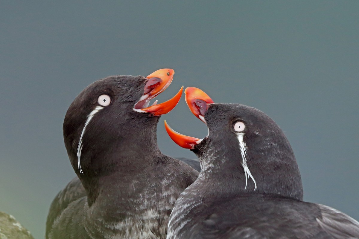 Parakeet Auklet - Nigel Voaden