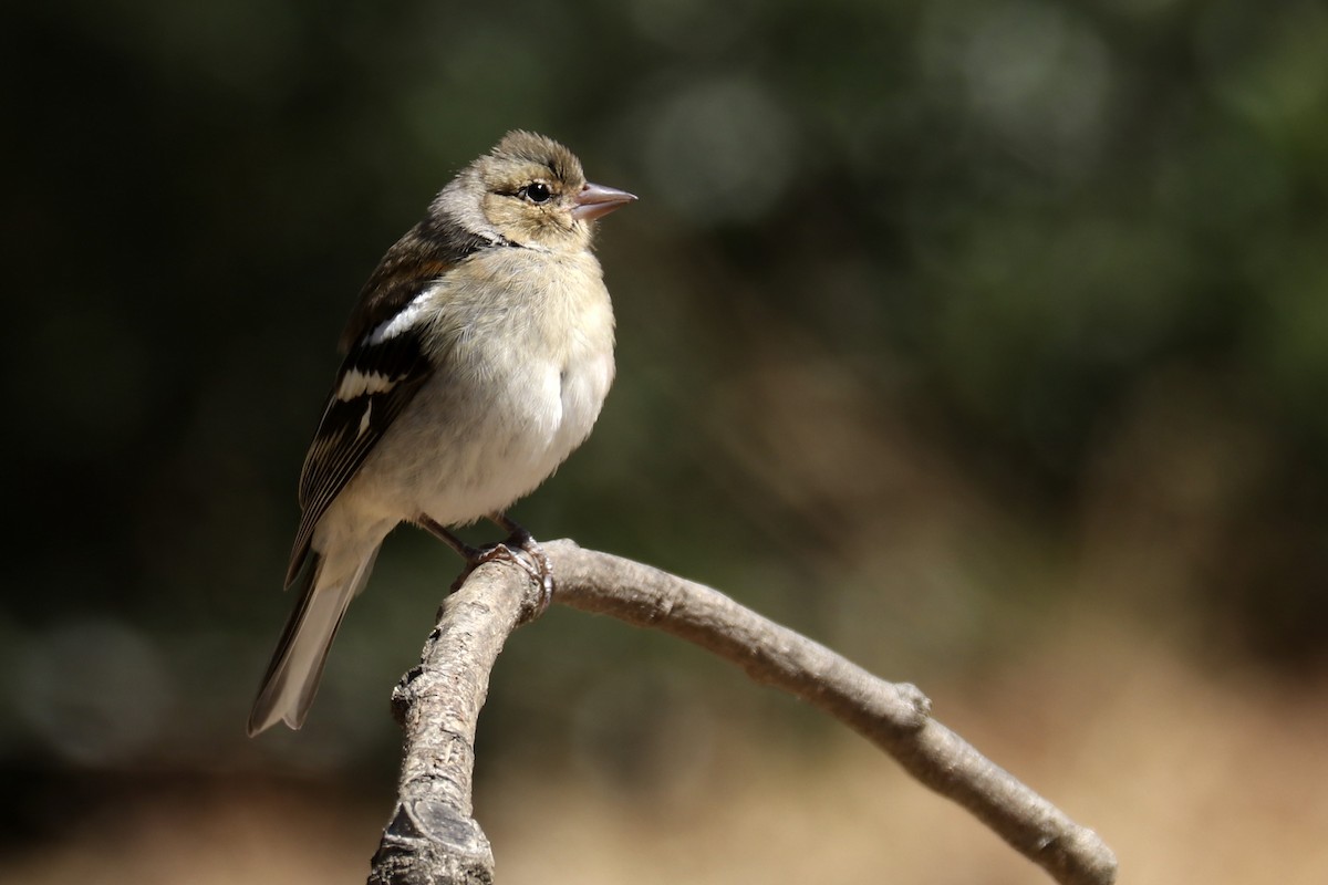 Common Chaffinch - ML463565711