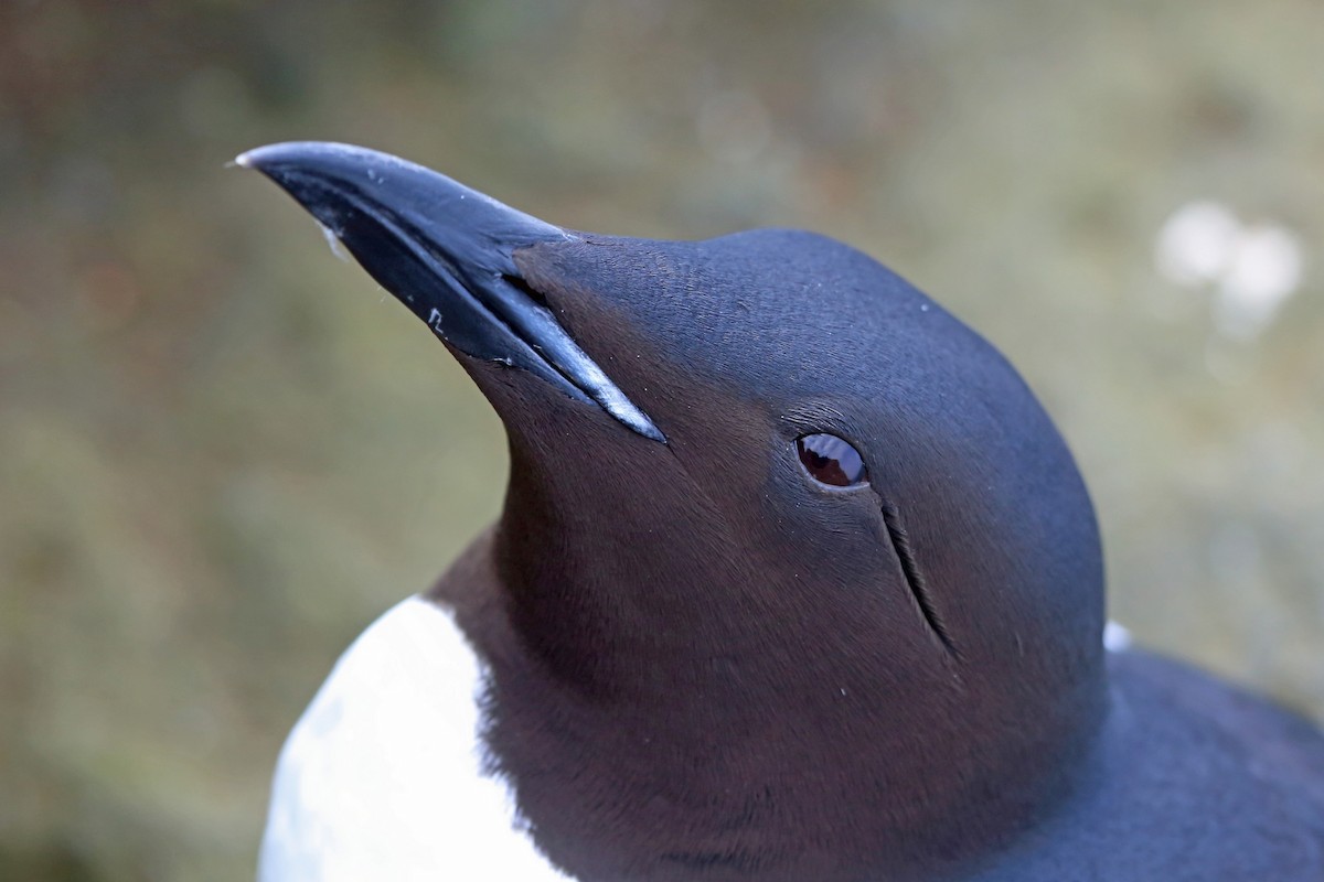 Thick-billed Murre - ML46356611