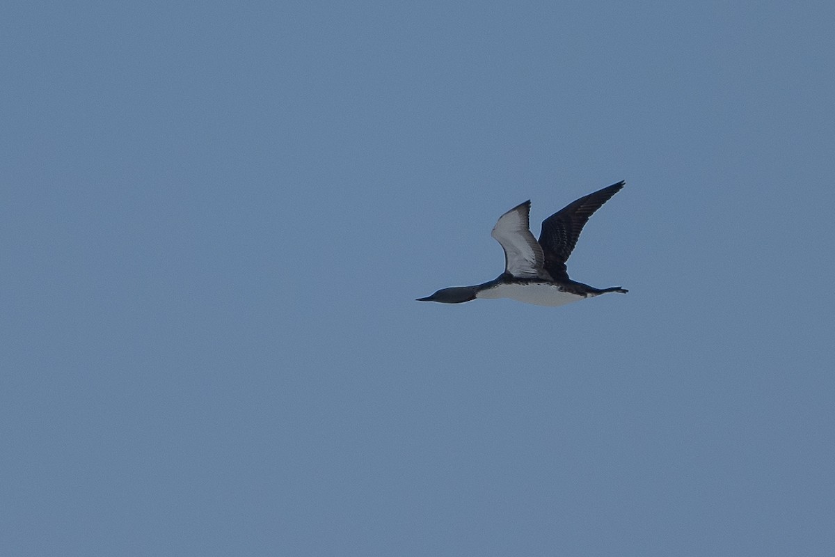 Red-throated Loon - ML463567551