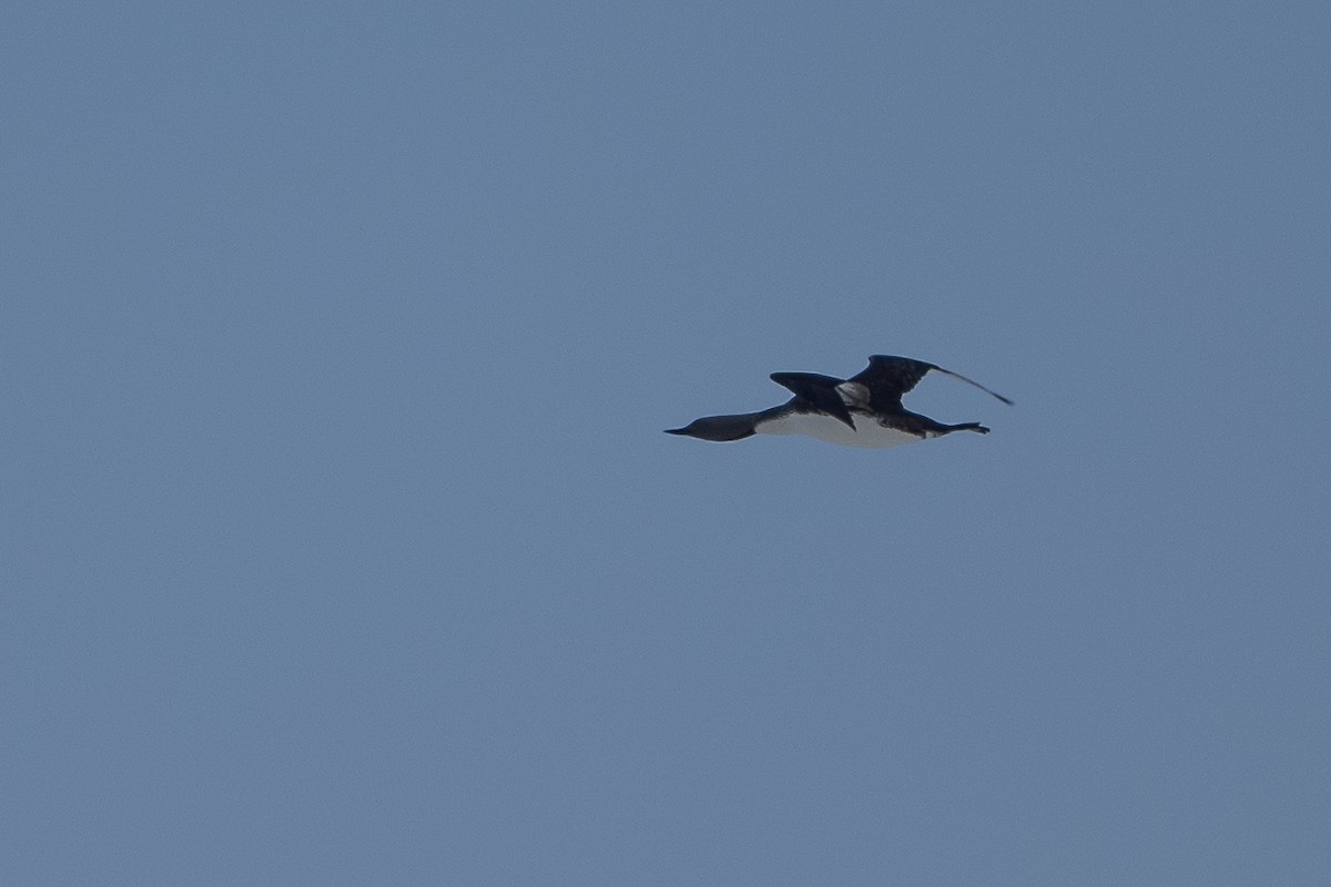 Red-throated Loon - ML463567571