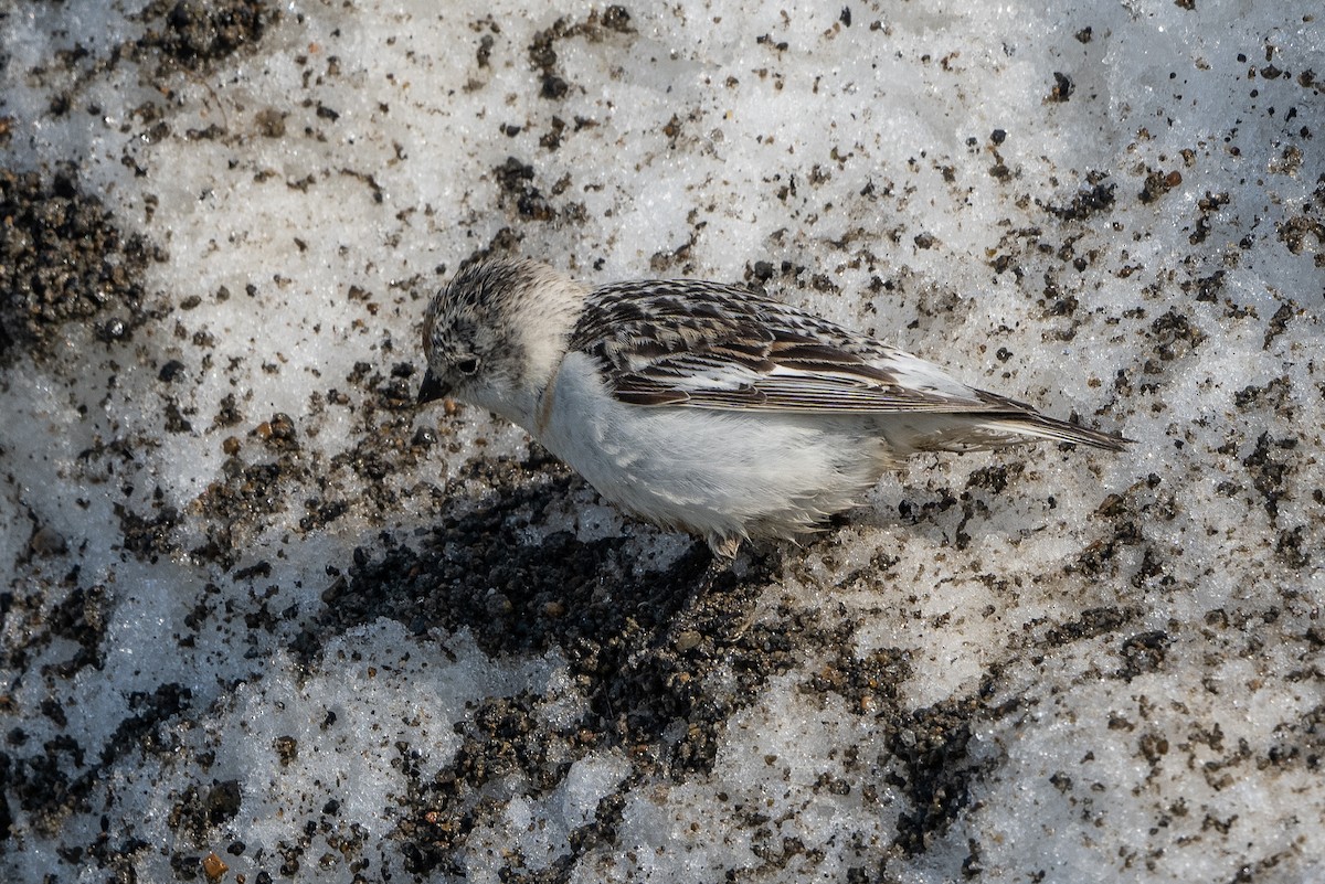 Snow Bunting - ML463567741