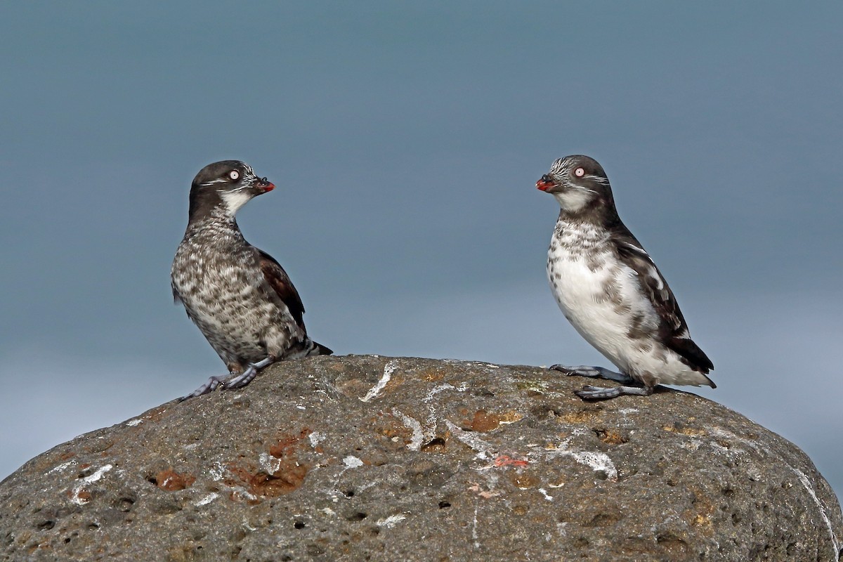 Least Auklet - ML46356791