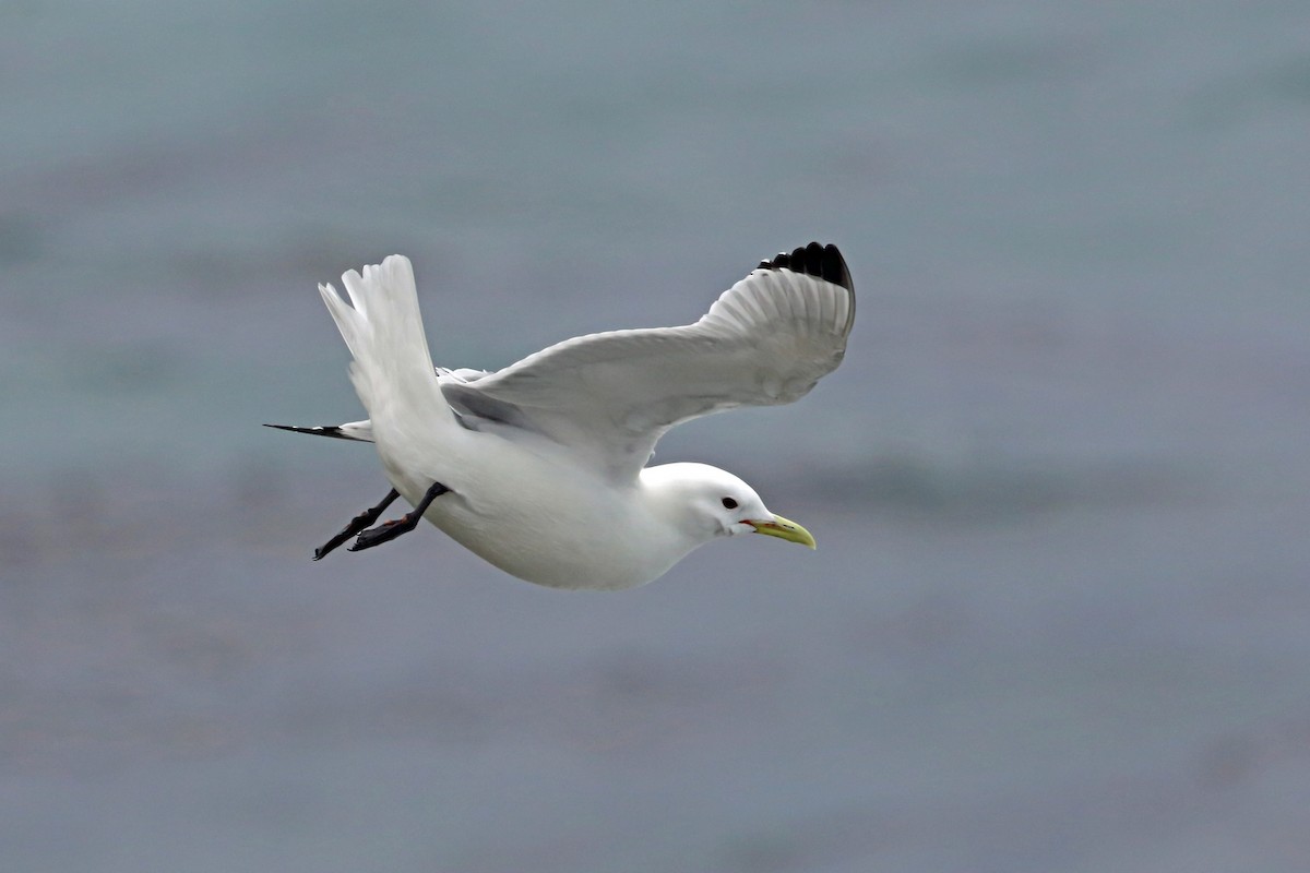 Black-legged Kittiwake - Nigel Voaden