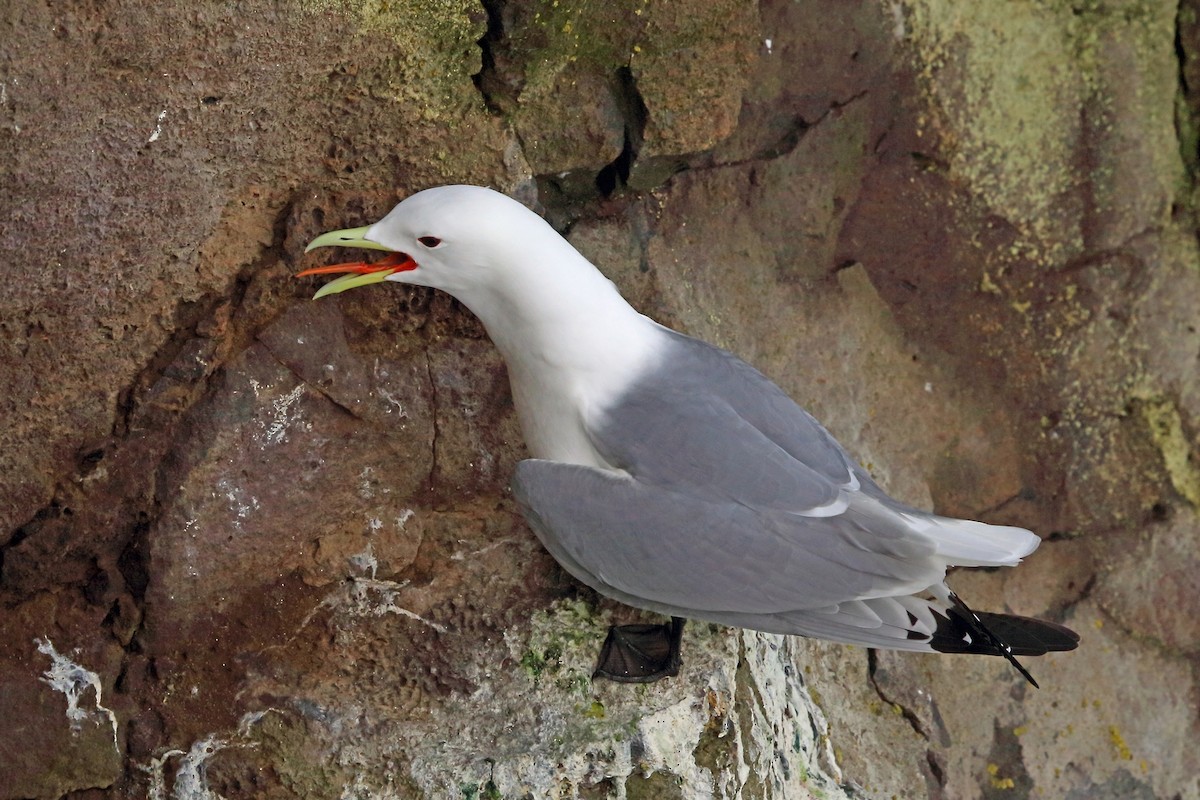 Black-legged Kittiwake - ML46356891