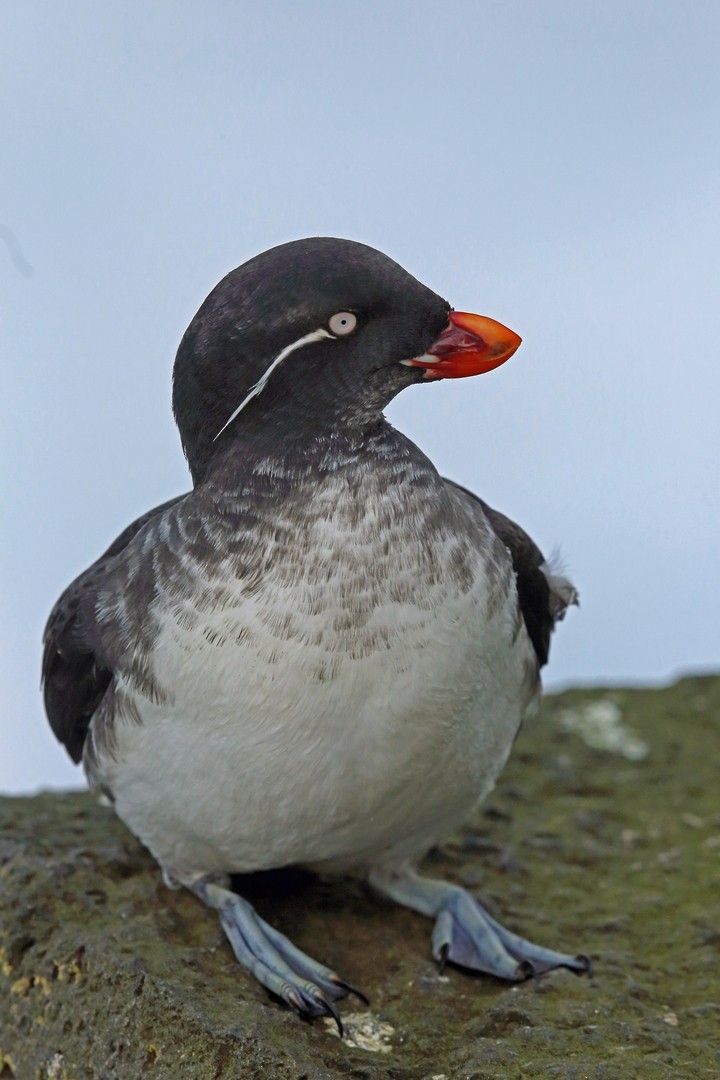 Parakeet Auklet - ML46356901