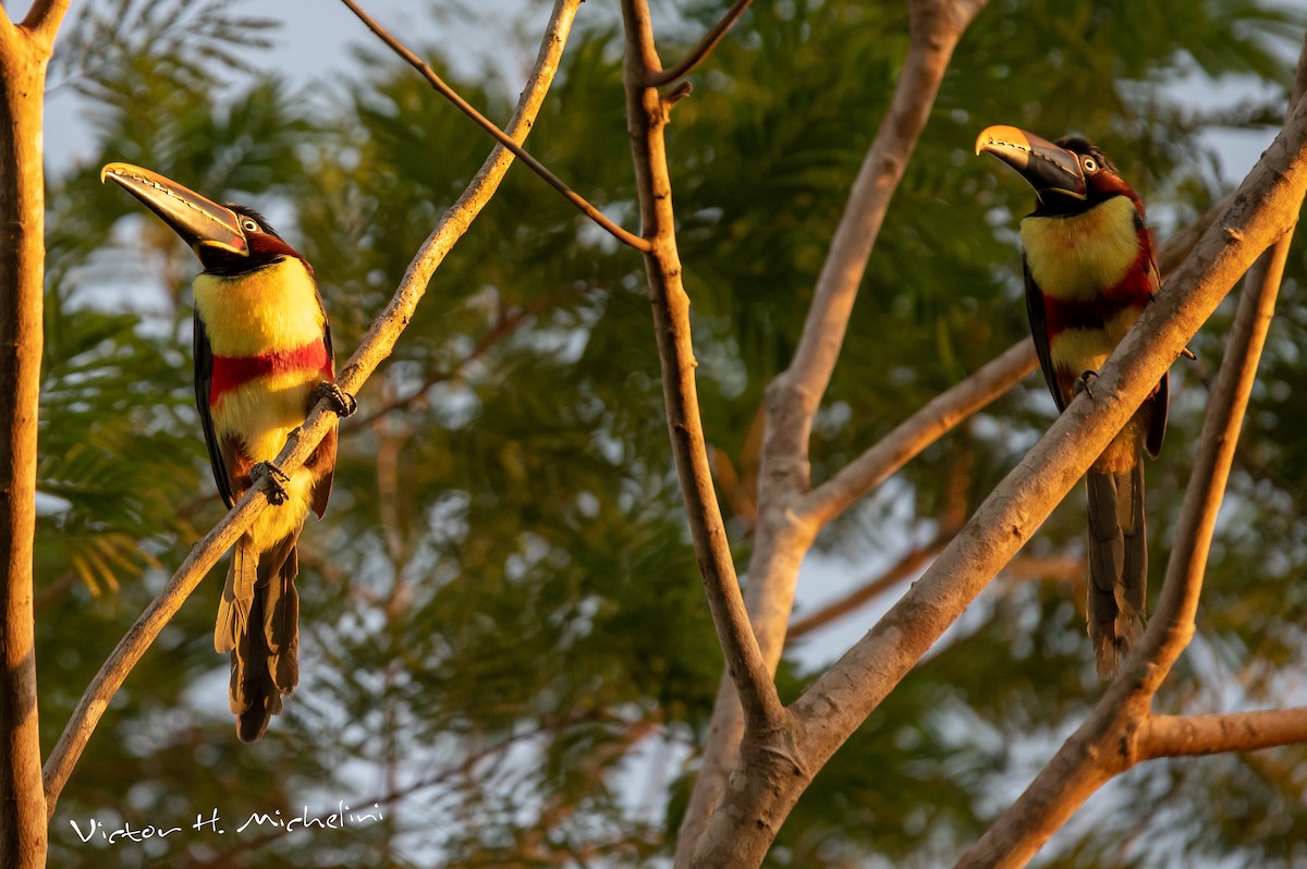 Chestnut-eared Aracari - ML463569061