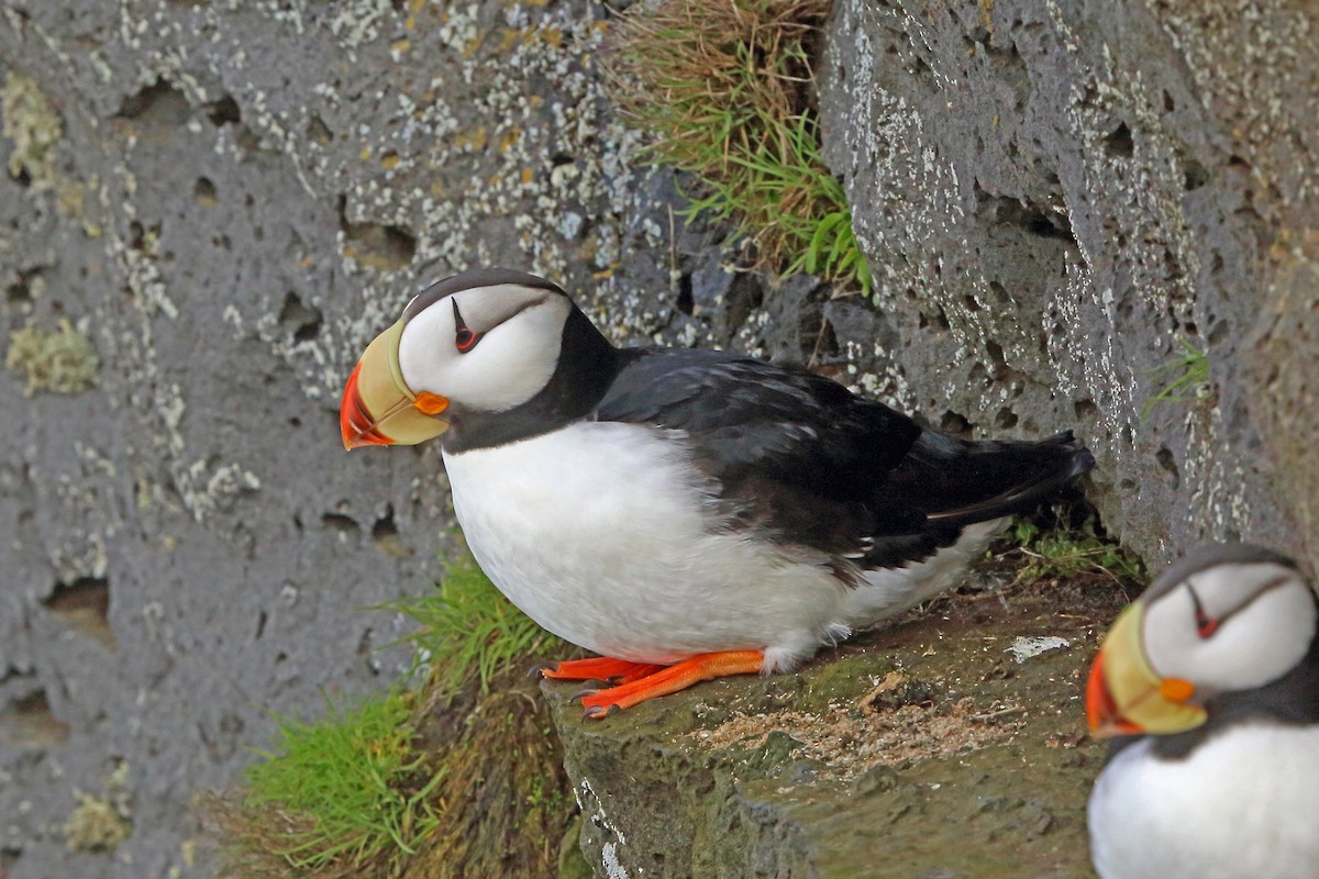 Horned Puffin - Nigel Voaden