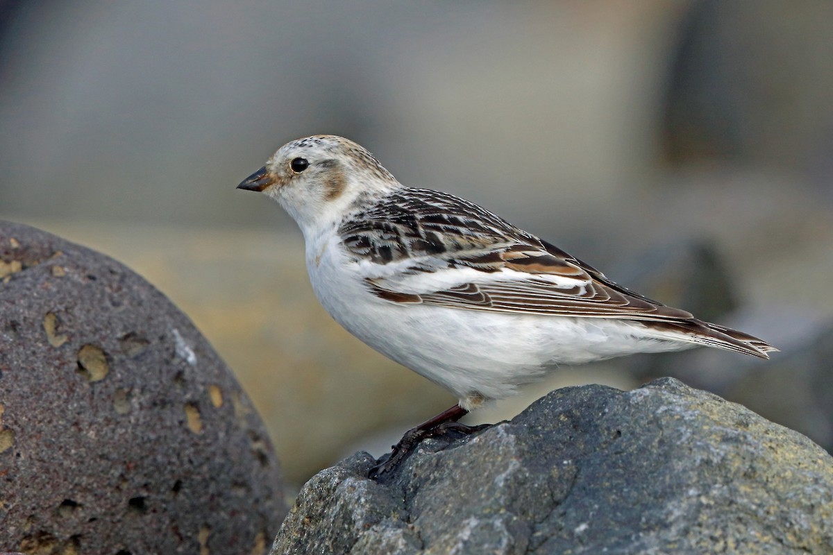 Snow Bunting - ML46356991