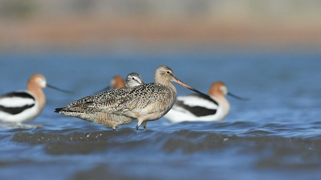 Marbled Godwit - ML463570051