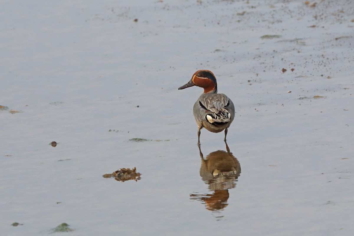 Green-winged Teal (American) - ML46357031