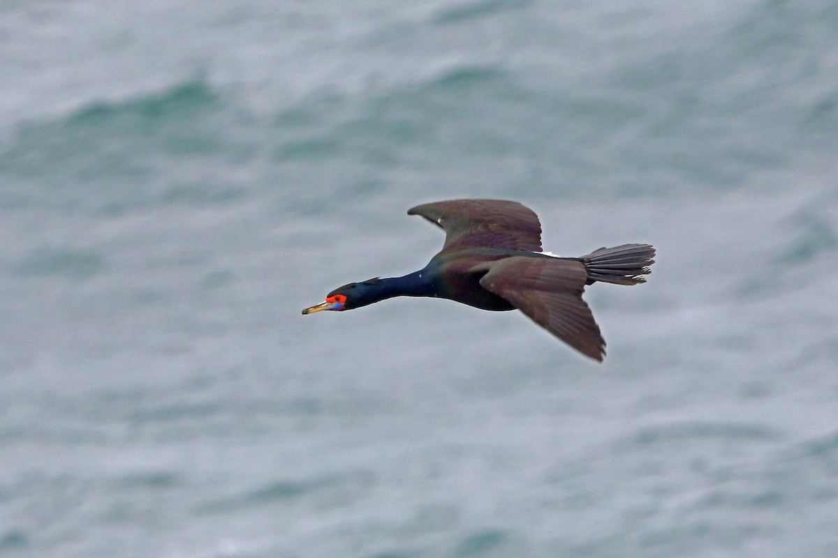 Red-faced Cormorant - ML46357061