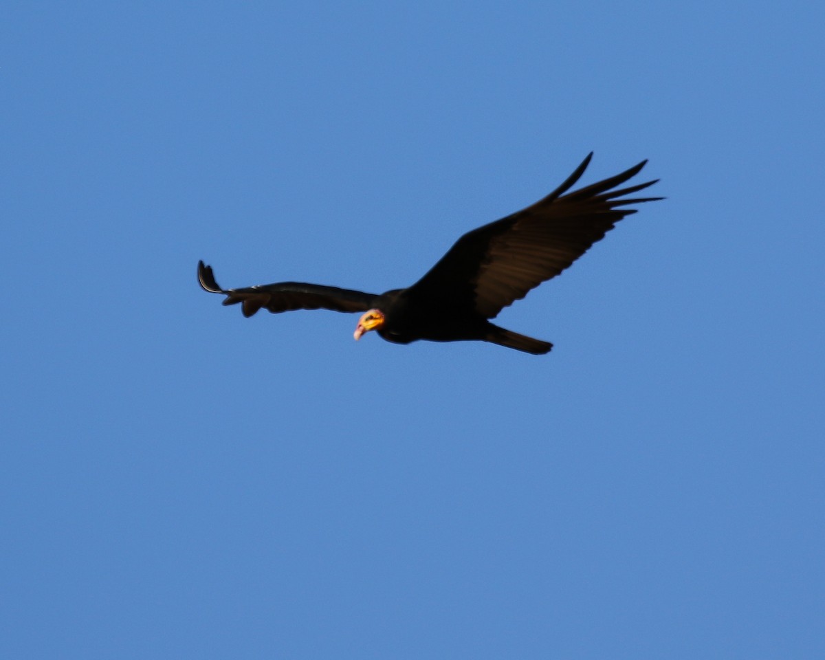 Lesser Yellow-headed Vulture - ML463570881