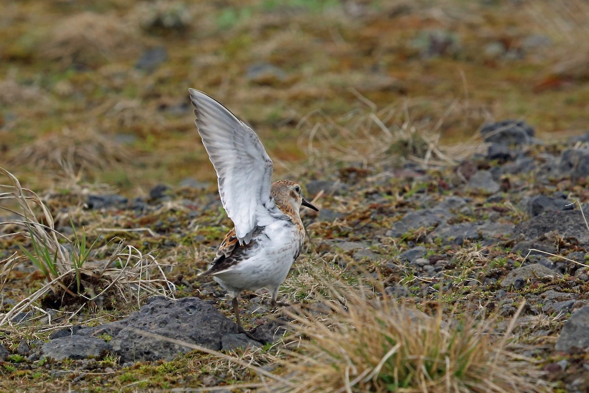 Rock Sandpiper (ptilocnemis) - ML46357091