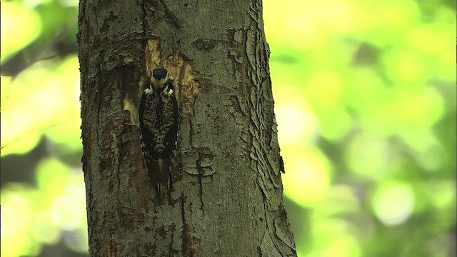 Yellow-bellied Sapsucker - ML463571
