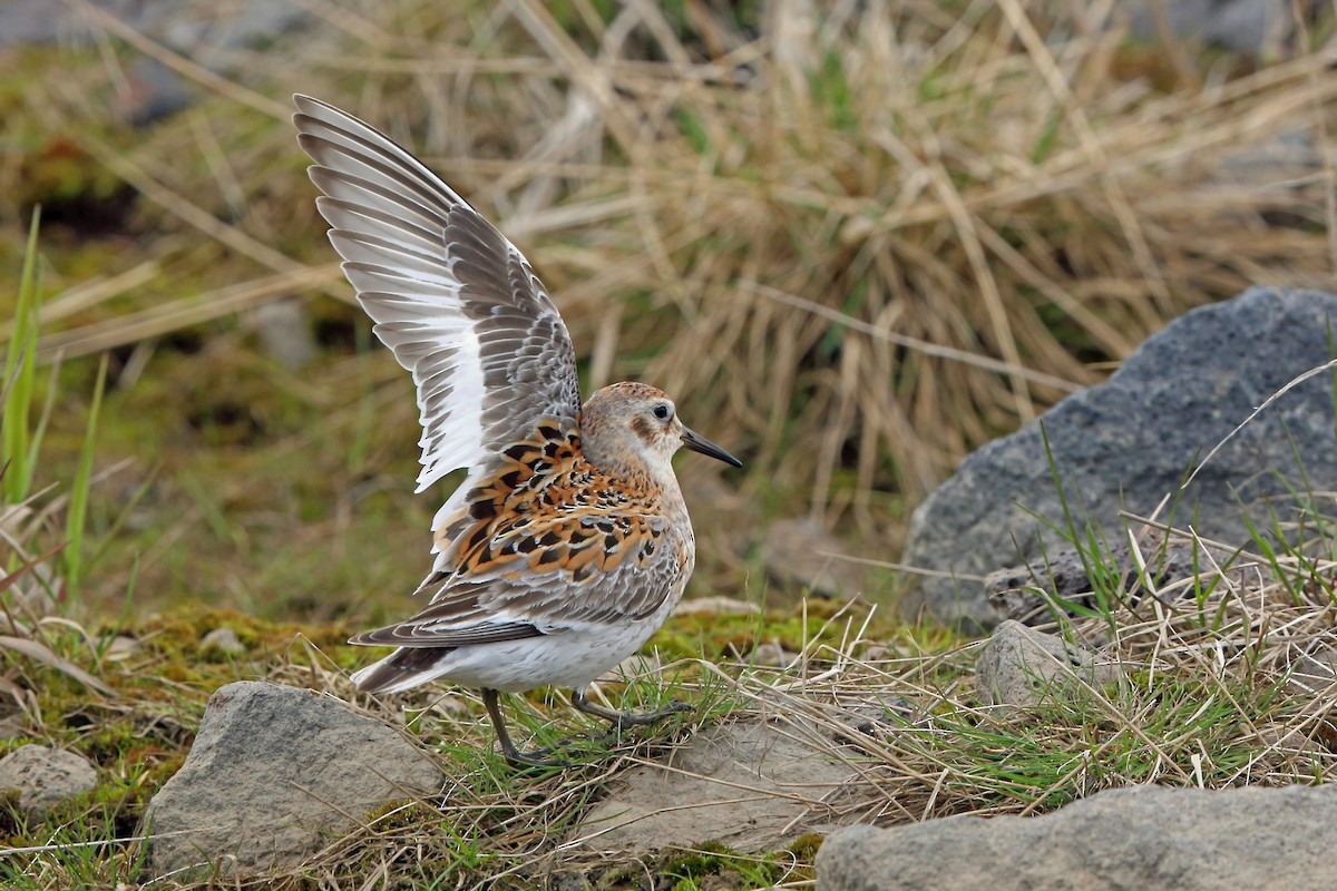 Rock Sandpiper (ptilocnemis) - ML46357101