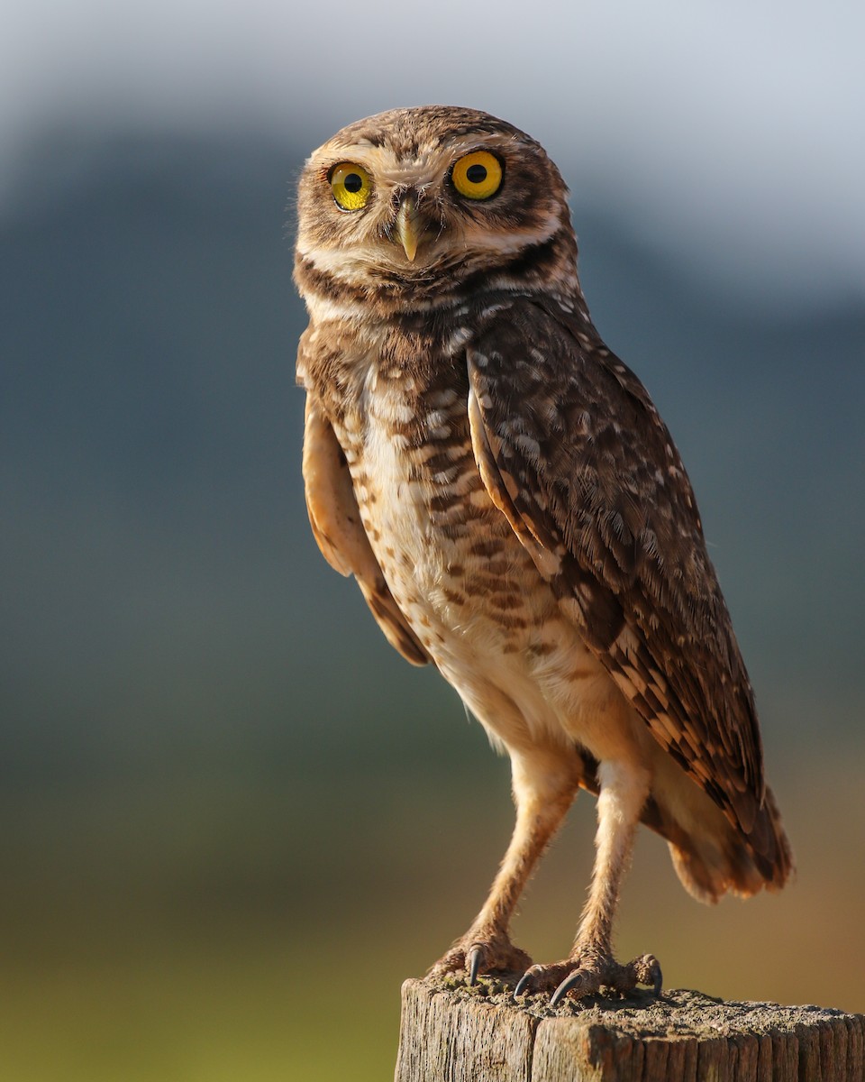 Burrowing Owl - ML463571311
